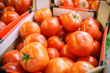 Tomatoes in the basket. Selective focus at one tomato