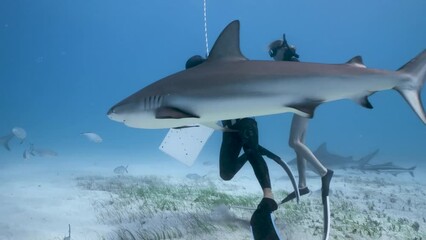 Snorkelers feeding a petting tiger sharks on the blue ocean floor