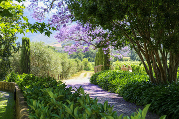 path in the garden with jacaranda tree flowers