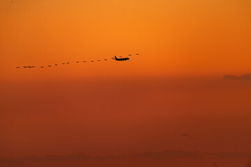 夕焼けの中の旅客機と鳥の群れ
