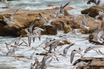 common tern flock at the seaside