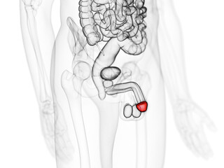 3d rendered medically accurate illustration of the glans penis