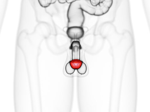 3d rendered medically accurate illustration of the glans penis
