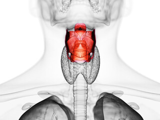 3d rendered medically accurate illustration of the human larynx