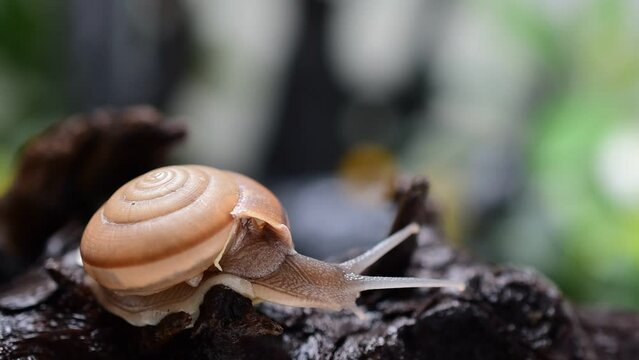snail crawling on wood blur nature background