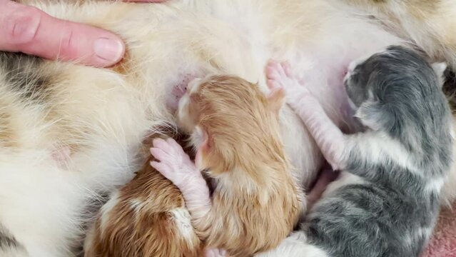 Newborn still wet baby kittens hungrily nurse on mothers milk.