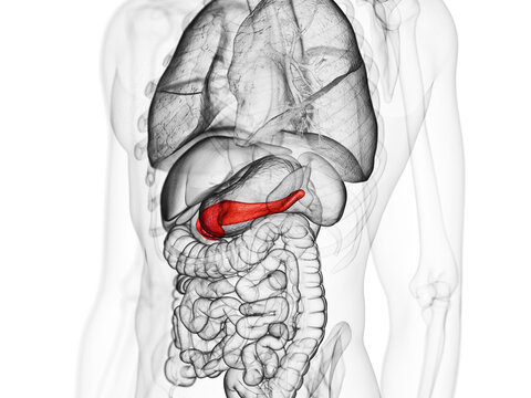 3d rendered medically accurate illustration of the pancreas