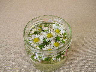 Homemade daisy tincture in a jar