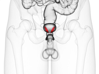 3d rendered medically accurate illustration of the seminal vesicles