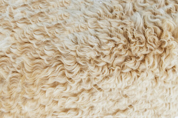 close up of sheep wool