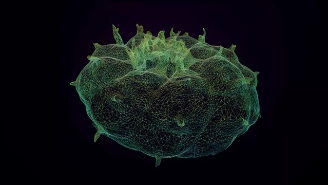 Peyote wireframe render HD 25fps