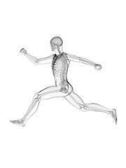 Fototapeta na wymiar 3d rendered medically accurate illustration of a man running