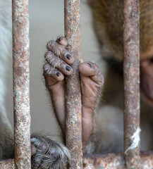 Monkey paw in a zoo cage.
