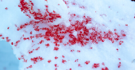 Red blood on white snow