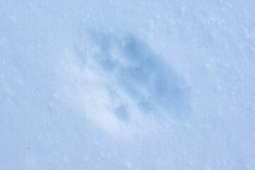 Fototapeta premium Cat footprints on white snow. Close-up .