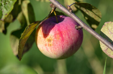 Ripe apples on the branches of a tree.
