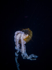 Jellyfish regressing in the aquarium of Gran Canaria