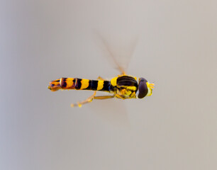 Fototapeta premium Wasp in flight in the air.