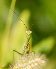 Portrait of praying mantis on green grass.