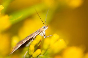 Butterfly on a yellow flower.