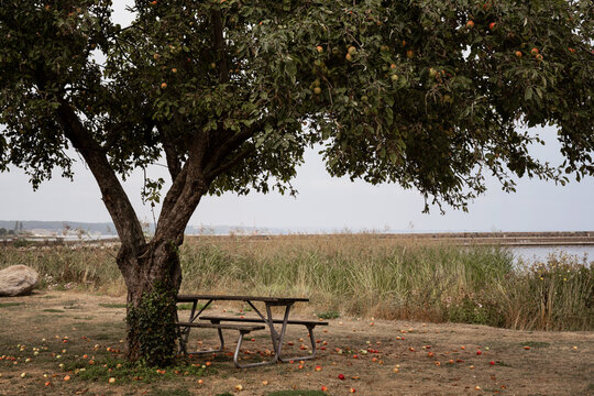 Empty bench and picnic table under apple tree by the coast. Apples in the tree and on the ground. Photo taken on an autumn day in Kivik, Sk&aring;ne, Sweden.