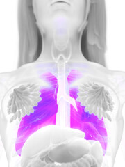 3d rendered medically accurate illustration of a womans lung
