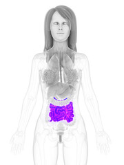 3d rendered medically accurate illustration of a womans small intestine