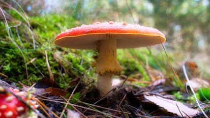 Toadstool, blurry and dreamy, in the grass in the forest. Poisonous mushroom.