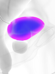 3d rendered medically accurate illustration of a mans bladder