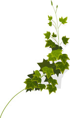 Ivy vine