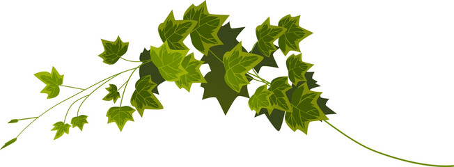 Ivy vine © klyaksun