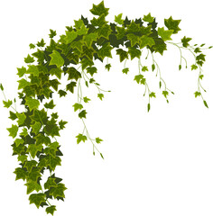 Green branch ivy - obrazy, fototapety, plakaty