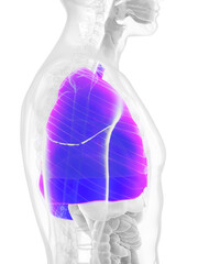 3d rendered medically accurate illustration of a mans lung