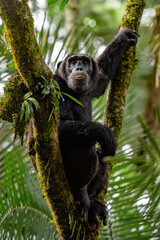 Pan-hooting chimpanzee (Pan troglodytes) in natural habitat
