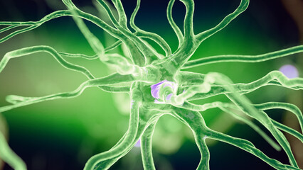 3d rendered illustration of a human nerve cell