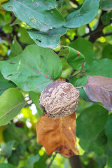 Rotten quince apple on the fruit tree, affected by the disease on a branch.