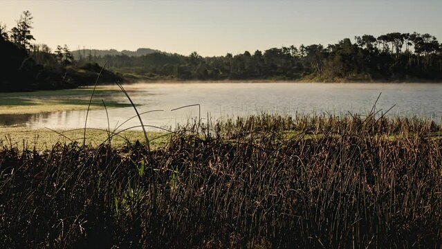 Fog rising off a lake as the sun creates thermals, cattails in foreground, timelapse