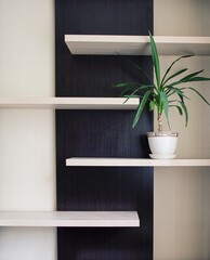 palm in a vase on the shelf in the room