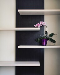 purple orchid in a vase on the shelf in the room