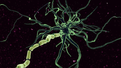 3d rendered illustration of a human nerve cell
