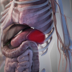 3d rendered illustration of the spleen - obrazy, fototapety, plakaty