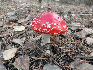 Red fly agaric grew in the forest