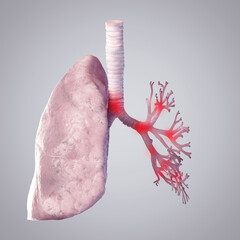 3d rendered illustration of the lung and bronchi