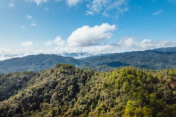 Naklejka premium blue sky with clouds green forest in the morning