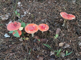 Red fly agaric grew in the forest