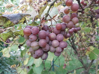 Ripe grape harvest in the garden