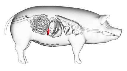 3d rendered illustration of the porcine anatomy - the spleen - obrazy, fototapety, plakaty