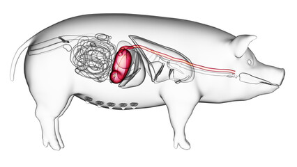 3d rendered illustration of the porcine anatomy - the stomach