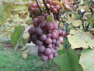 Ripe grape harvest in the garden