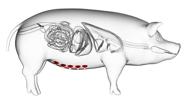 3d rendered illustration of the porcine anatomy - the mammary glands